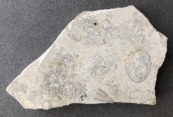 Brachiopode non det. 