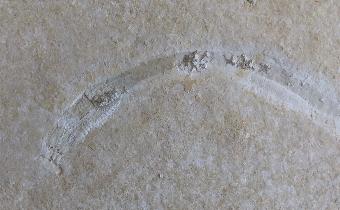 Eunicites proavus GERMAR, 1842