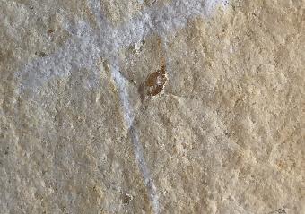 Spiniloma spinosa GOLDFUSS