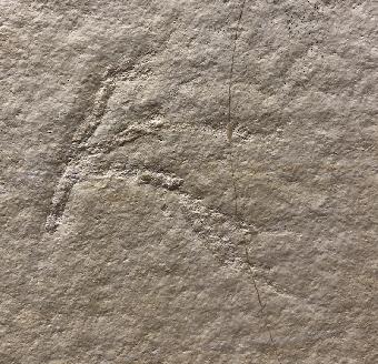 Codites serpentinus STERNBERG, 1833