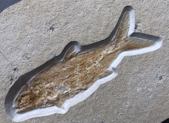 Fossile Fische aus Solnhofen / Eichstätt